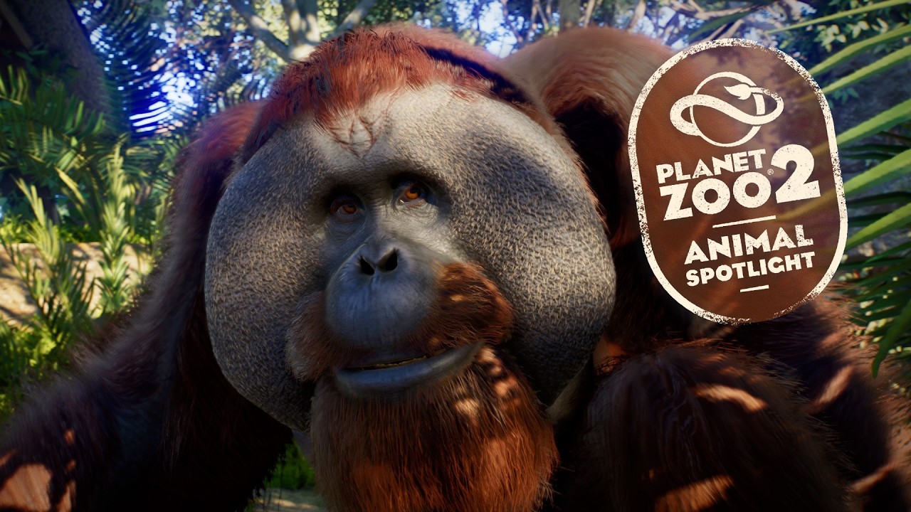 Sumatran orangutan shown in the official Planet Zoo 2 Animal Spotlight video thumbnail
